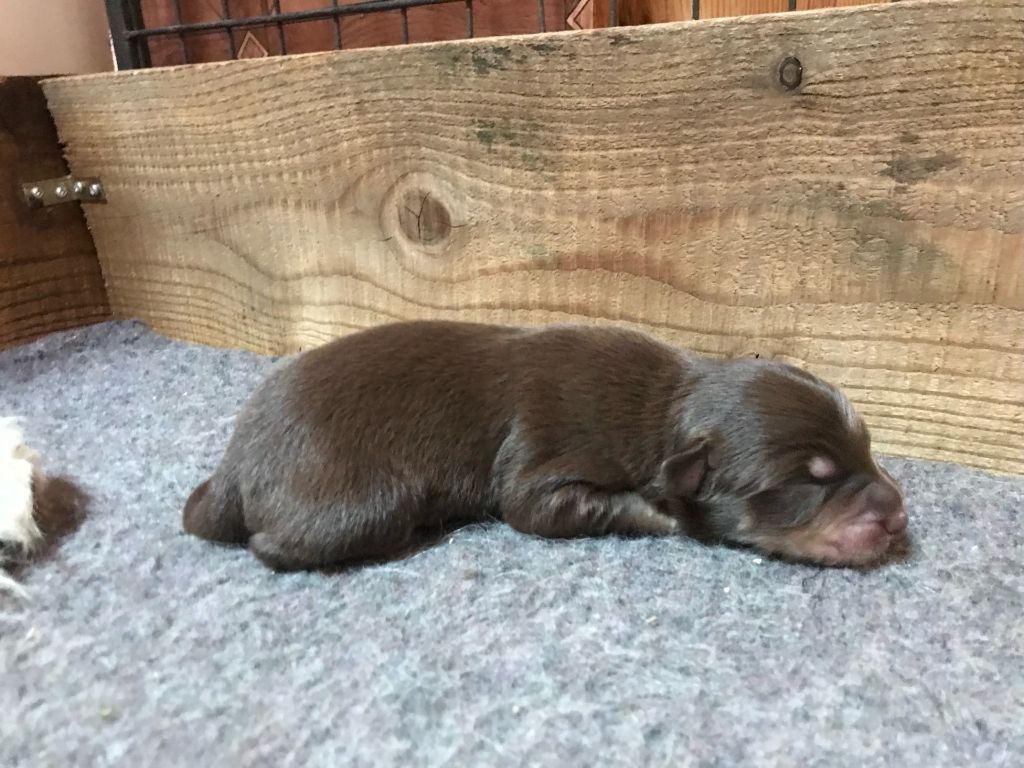 Of Feeling Rainbow - Chiots disponibles - Berger Australien