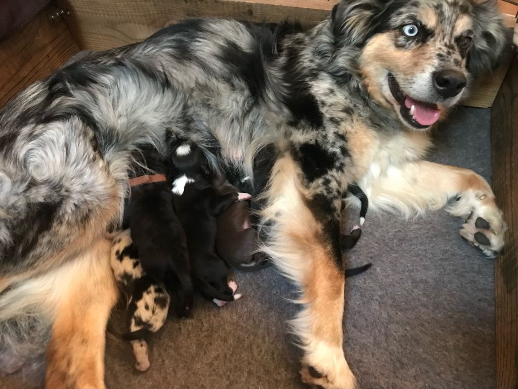 Chiot Berger Australien Of Feeling Rainbow