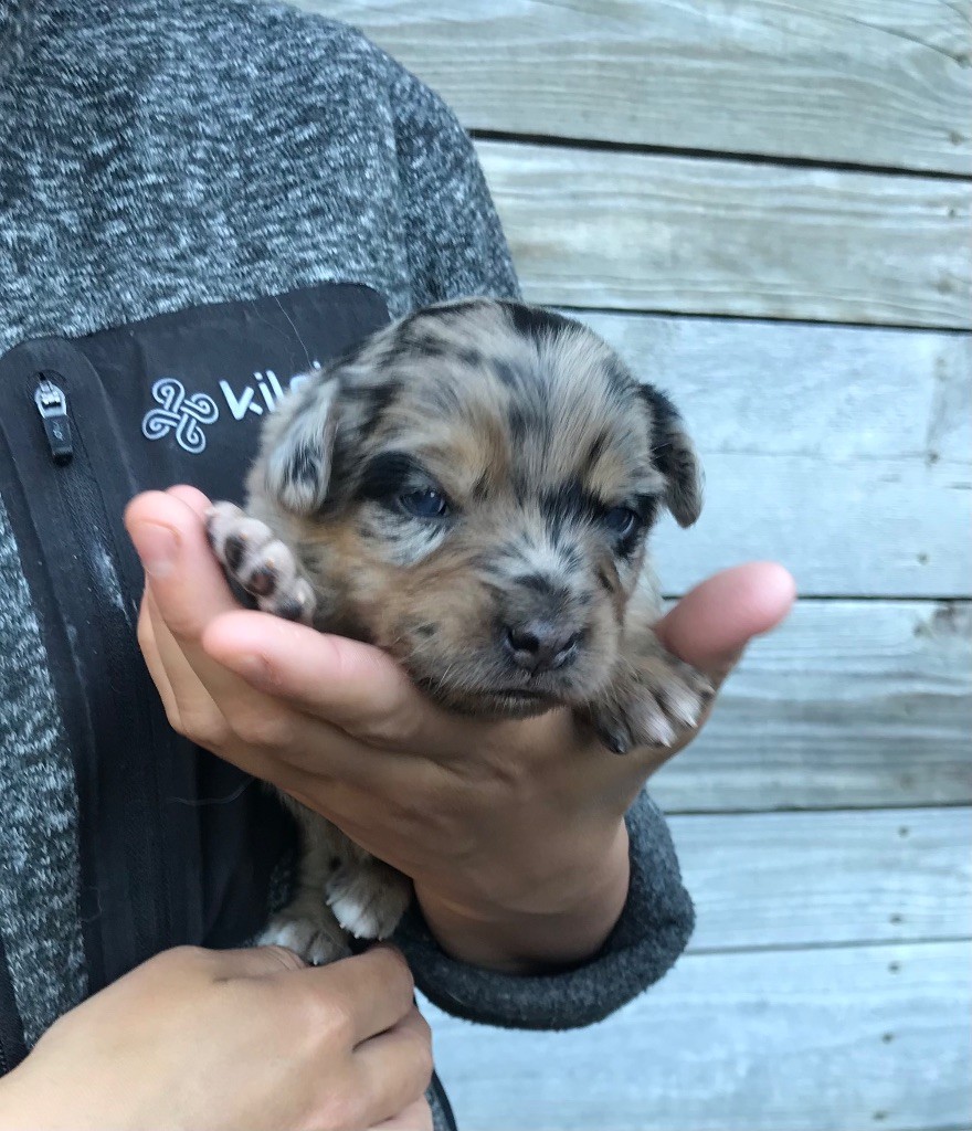 Of Feeling Rainbow - Chiots disponibles - Berger Australien