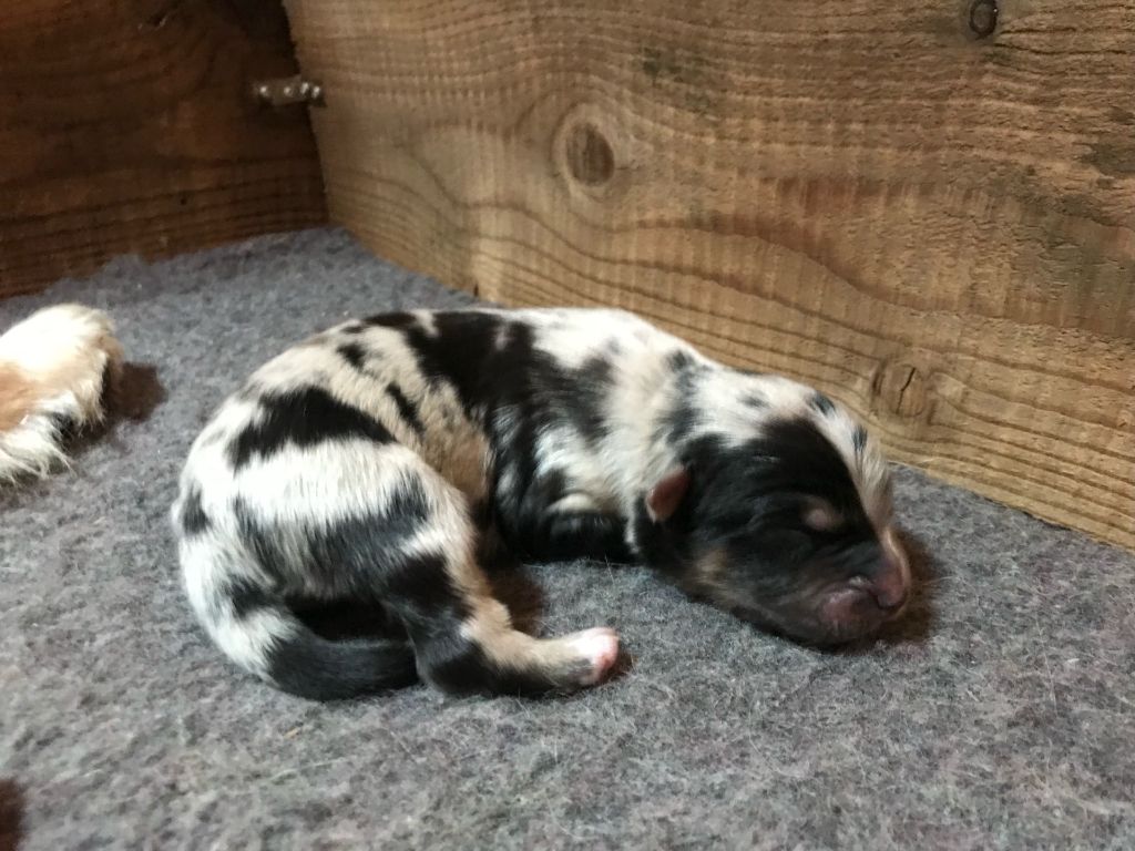Of Feeling Rainbow - Chiots disponibles - Berger Australien