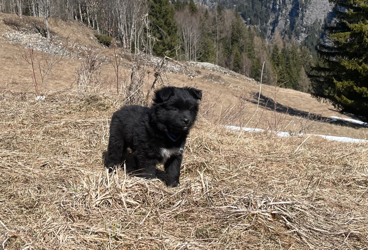 Of Feeling Rainbow - Chiots disponibles - Berger Australien