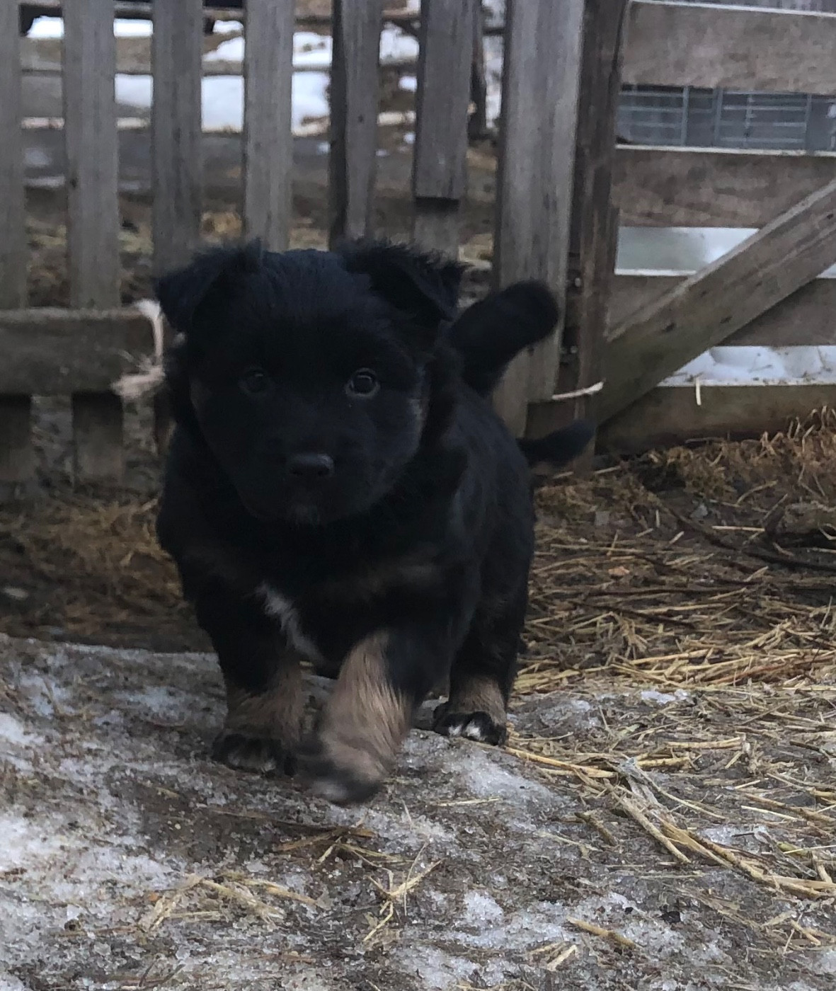 Of Feeling Rainbow - Chiots disponibles - Berger Australien
