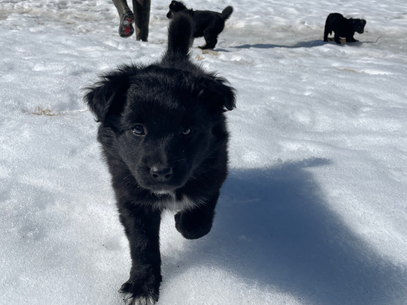 Of Feeling Rainbow - Chiots disponibles - Berger Australien