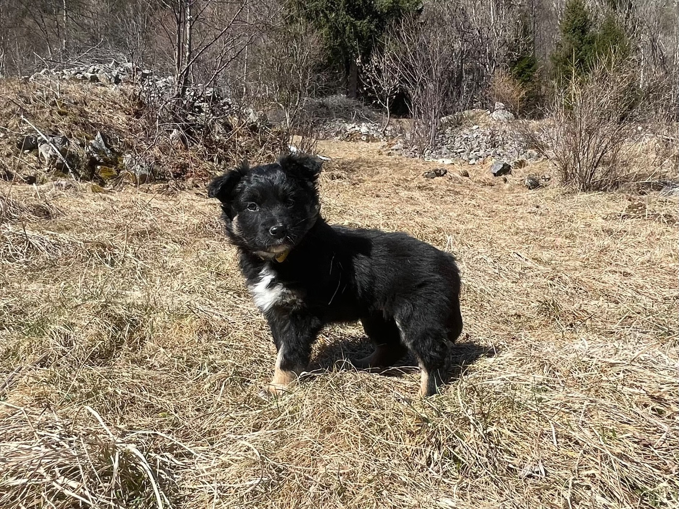 Of Feeling Rainbow - Chiots disponibles - Berger Australien