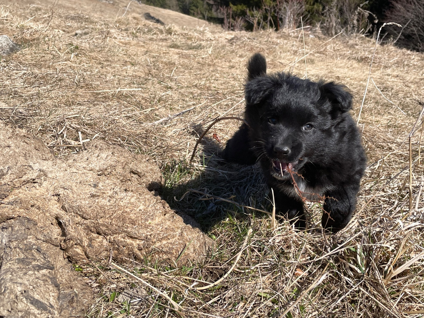 Of Feeling Rainbow - Chiots disponibles - Berger Australien