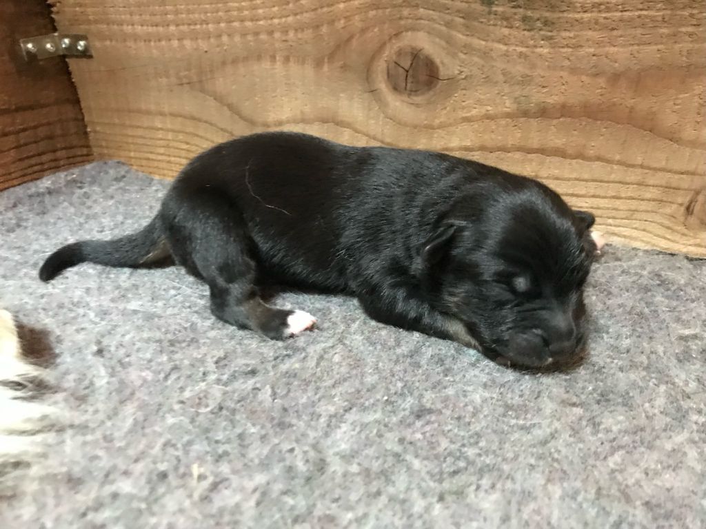 Of Feeling Rainbow - Chiots disponibles - Berger Australien