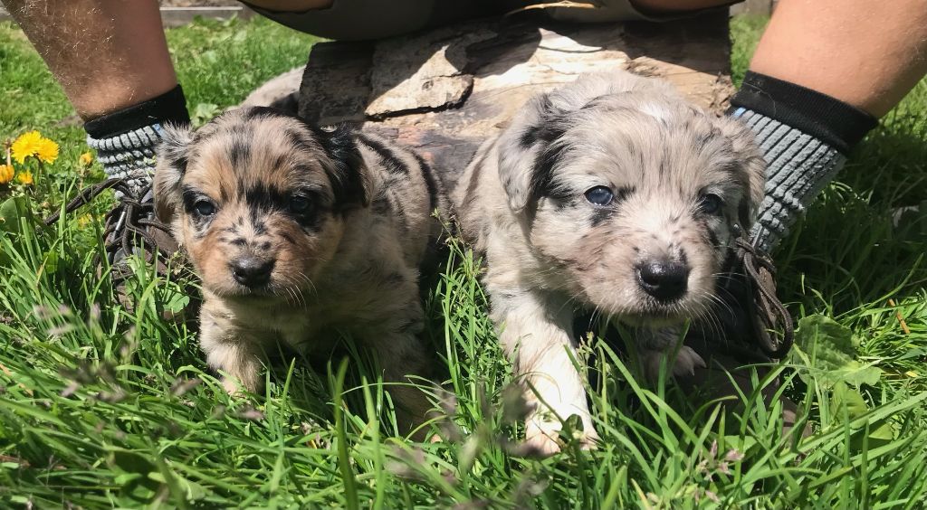 Of Feeling Rainbow - Chiots disponibles - Berger Australien