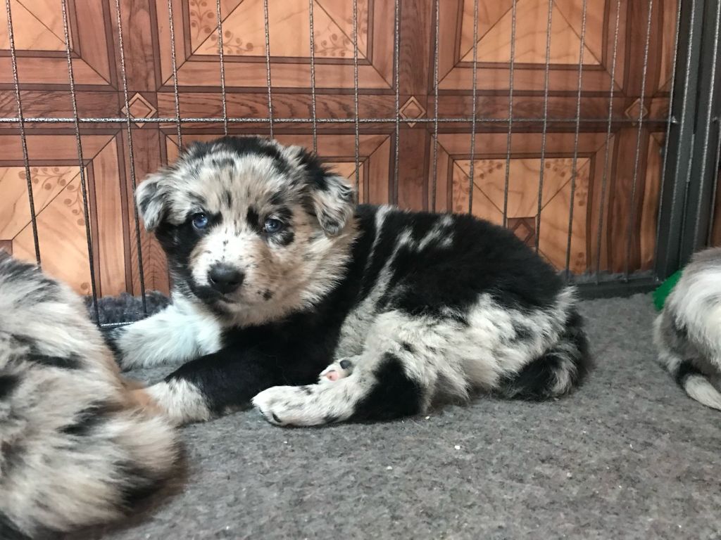 Of Feeling Rainbow - Chiots disponibles - Berger Australien