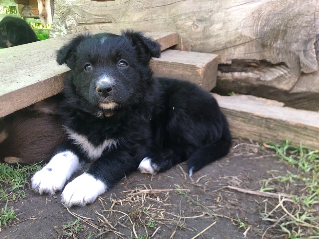 Of Feeling Rainbow - Chiots disponibles - Berger Australien
