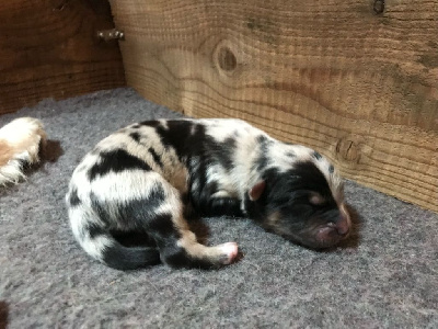 CHIOT
