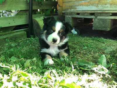 CHIOT