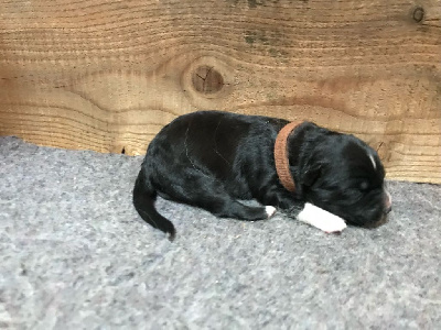 CHIOT