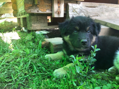 CHIOT