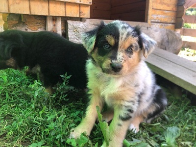 CHIOT