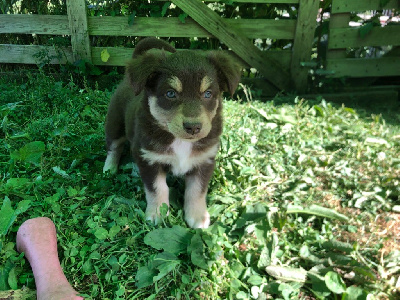 CHIOT