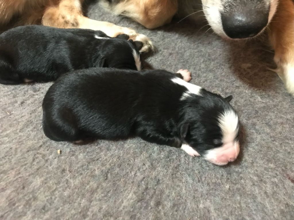 Of Feeling Rainbow - Chiots disponibles - Berger Australien