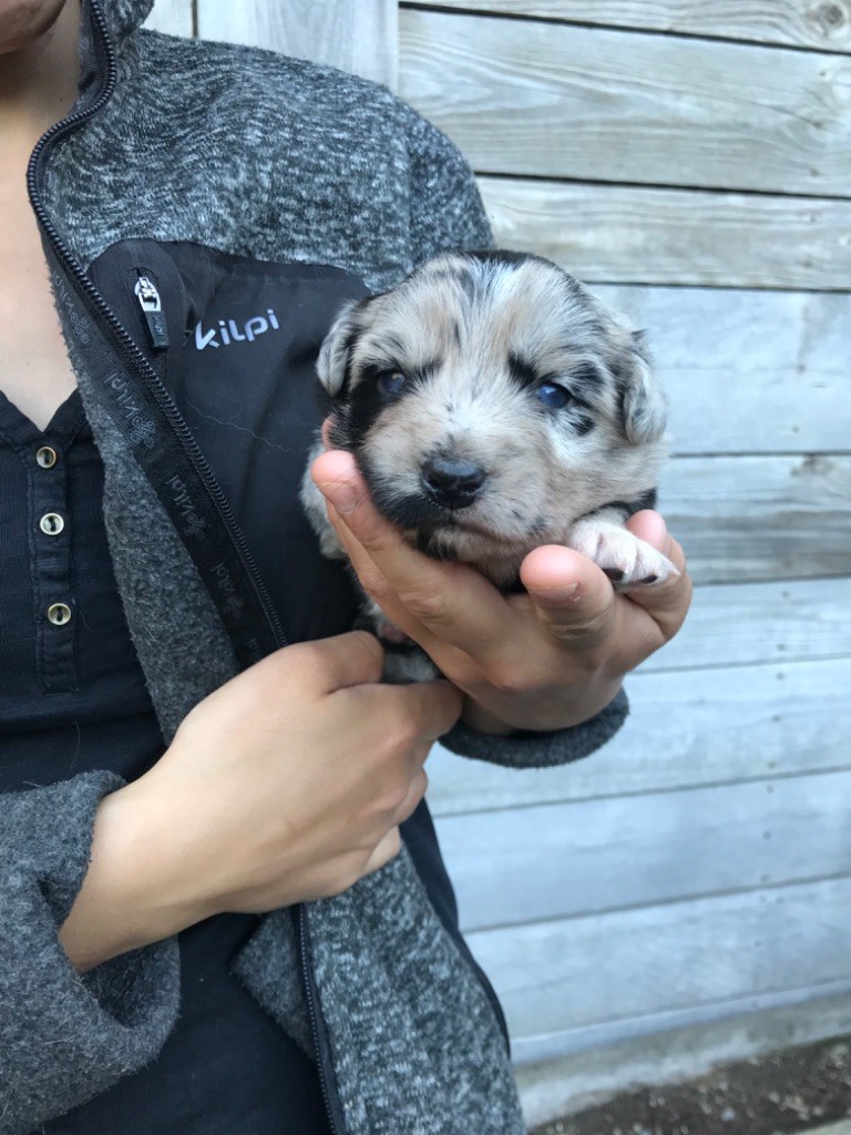 Of Feeling Rainbow - Chiots disponibles - Berger Australien