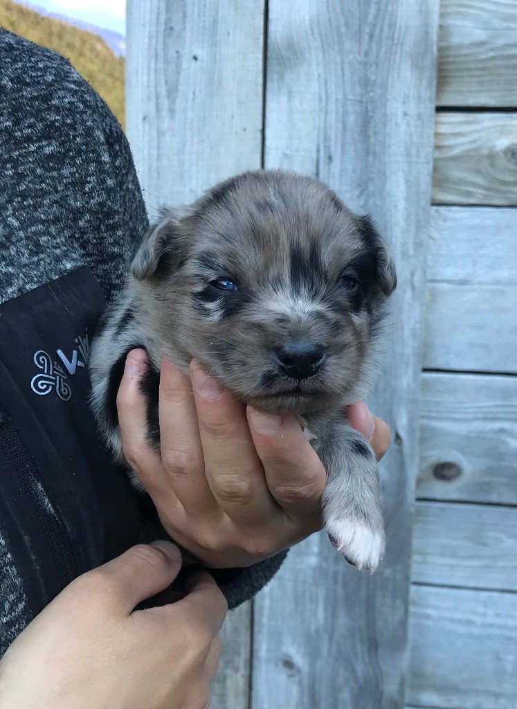 Of Feeling Rainbow - Chiots disponibles - Berger Australien