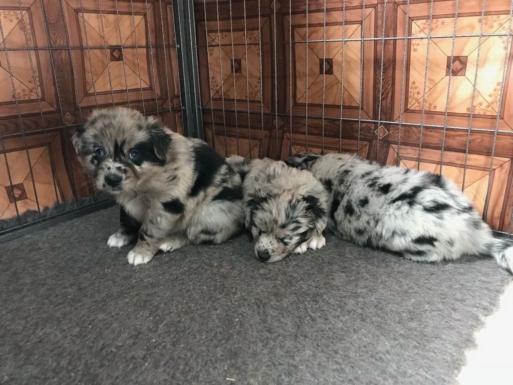 Of Feeling Rainbow - Chiots disponibles - Berger Australien
