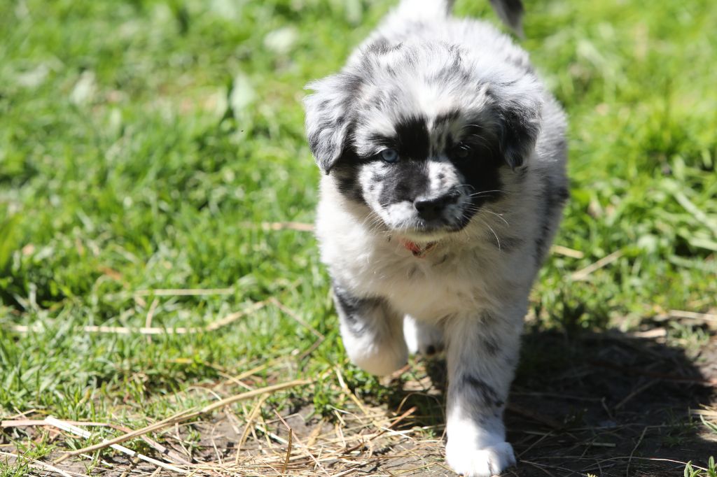 Of Feeling Rainbow - Chiots disponibles - Berger Australien