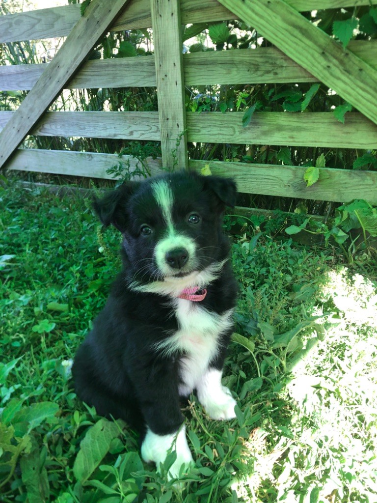 Of Feeling Rainbow - Chiots disponibles - Berger Australien