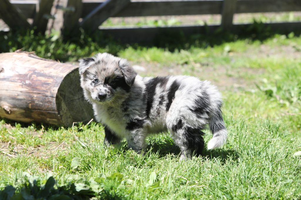 Of Feeling Rainbow - Chiots disponibles - Berger Australien