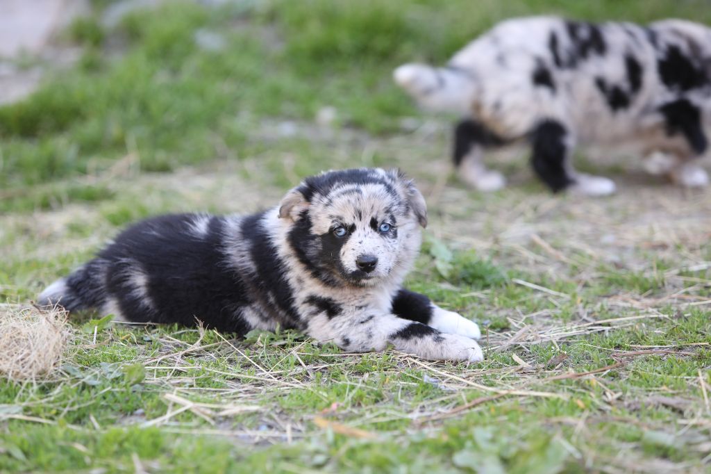 Of Feeling Rainbow - Chiots disponibles - Berger Australien