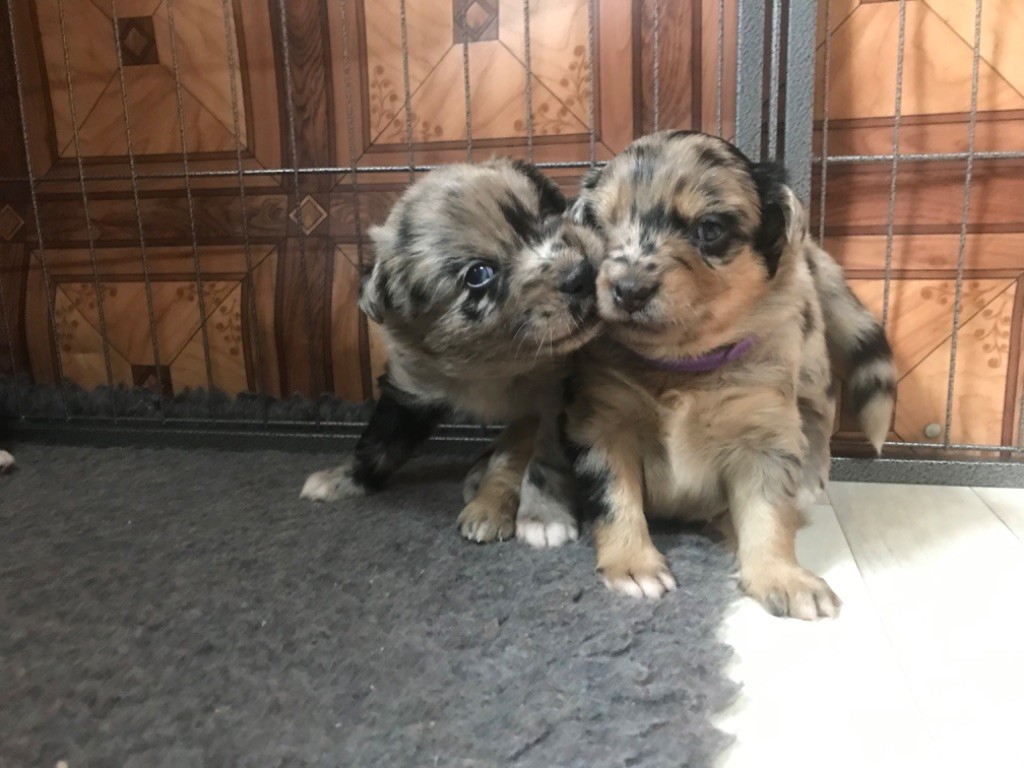 Chiot Berger Australien Of Feeling Rainbow